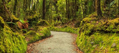 renkli taze parlak yeşil yosun geçit Park, Lake Matheson, South Island, Yeni Zelanda içinde iz rota yürüyüş liken geçit