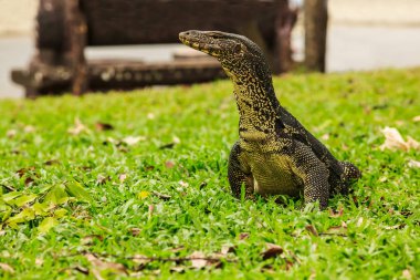 Varanus salvator, su monitör veya ortak su monitör, olarak bilinen büyük kertenkele anavatanı Güney ve Güneydoğu Asya, diğeri en yaygın monitör kertenkele Asya bulundu.