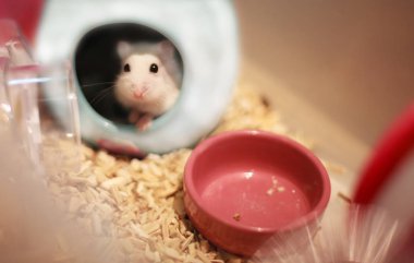 Cute Winter White Dwarf Hamster head out of her house asking for pet food. The Winter White Hamster is also known as the Winter White Dwarf, the Djungarian or the Siberian Hamster. clipart