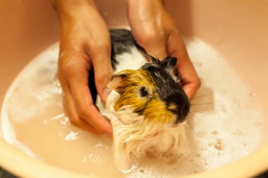 küvet banyo beyaz, siyah, turuncu kahverengi eskiden şiling şimdi pigs seçici odak. Yerli eskiden şiling şimdi domuz, Aile içi cavy veya sadece cavy, olarak da bilinen bir kemirgen türüdür.