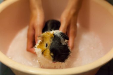 küvet banyo beyaz, siyah, turuncu kahverengi eskiden şiling şimdi pigs seçici odak. Yerli eskiden şiling şimdi domuz, Aile içi cavy veya sadece cavy, olarak da bilinen bir kemirgen türüdür.