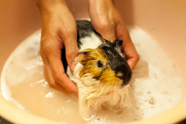 Enfoque Selectivo Blanco Negro Marrones Naranjas Conejillos Indias Tomando Baño — Foto de Stock