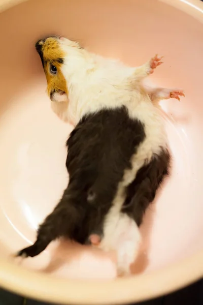 选择专注于白色 橙色棕色豚鼠在浴缸 国产豚鼠 又称国产豚鼠或简单豚鼠 是一种啮齿动物 — 图库照片