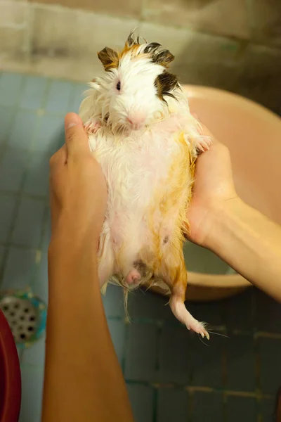 Selectieve Aandacht Wit Zwart Oranje Bruin Cavia Nemen Van Een — Stockfoto