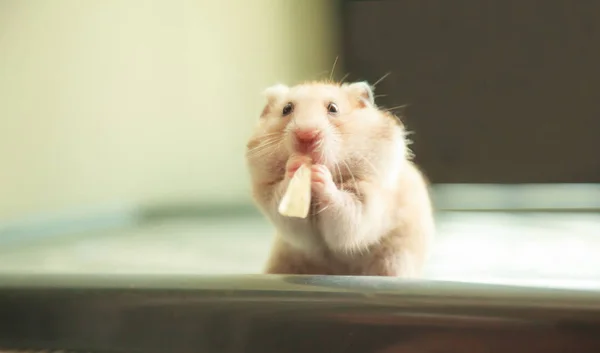 Cute Orange White Syrian Golden Hamster Mesocricetus Auratus Eating Pet — Stock Photo, Image