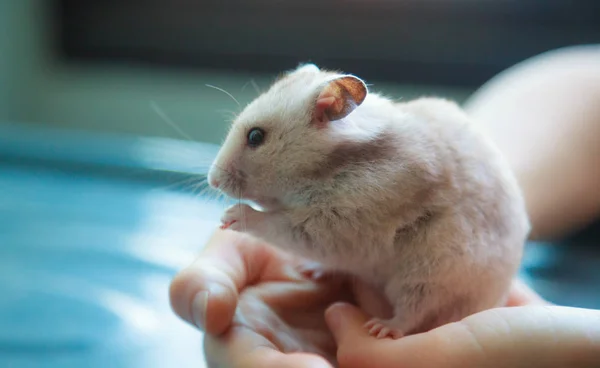 Cute Marrom Claro Sírio Hamster Dourado Mesocricetus Auratus Comer Alimentos — Fotografia de Stock