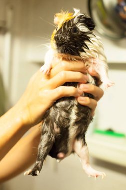 küvet banyo beyaz, siyah, turuncu kahverengi eskiden şiling şimdi pigs seçici odak. Yerli eskiden şiling şimdi domuz, Aile içi cavy veya sadece cavy, olarak da bilinen bir kemirgen türüdür.
