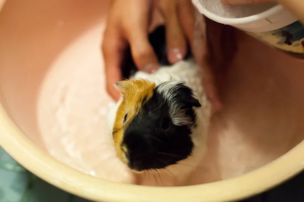 Enfoque Selectivo Blanco Negro Marrones Naranjas Conejillos Indias Tomando Baño — Foto de Stock