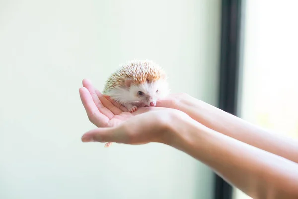 Dierlijke Pet Care Liefde Concept Schattige Witte Bruine Egel Handen — Stockfoto