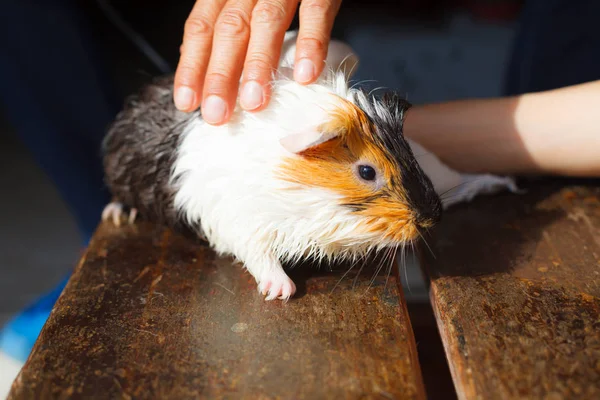 Selectieve Aandacht Wit Zwart Oranje Bruin Cavia Drogen Natte Vacht — Stockfoto