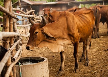 Sığır içme suyunda doğal kırsal Tarım çiftliği güzel sahne. Hayvancılık gıda sanayi, geleneksel kırsal yaşam tarzı kavramı.