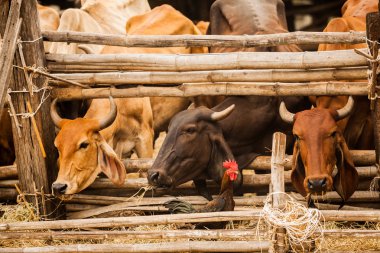 horoz horoz doğal kırsal Tarım çiftliği kuru saman beslerken sığır yürüyüş güzel sahne. Hayvancılık gıda sanayi, geleneksel kırsal yaşam tarzı kavramı.