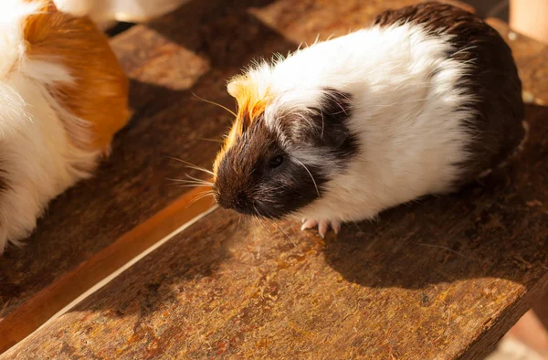 Selectieve Aandacht Wit Zwart Oranje Bruin Cavia Drogen Natte Vacht — Stockfoto