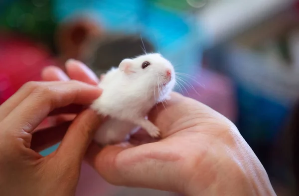 Selective Focused Cute Little Exotic Feminino Inverno Branco Anão Hamster — Fotografia de Stock