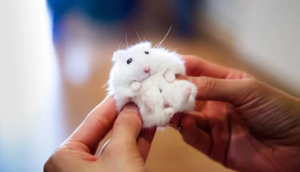 Cute Little Exotic Female Winter White Dwarf Hamster Receives Massage — 스톡 사진