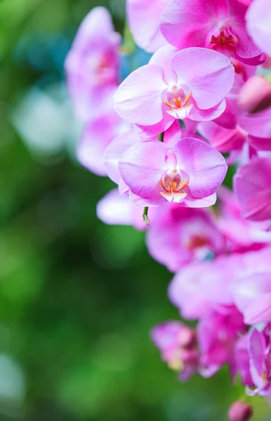 Свіжий Світло Рожевий Колір Орхідей Квіти Задньому Фоні Тепличній Плантації — стокове фото