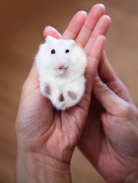 Şirin Küçük Egzotik Kadın Kış Beyaz Cüce Hamster Sahibinin Elinde — Stok fotoğraf