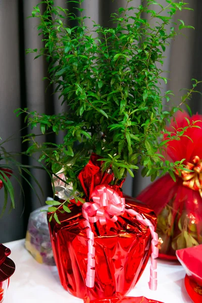 在中国的结婚仪式上 用红纸包裹的石榴树适于作为结婚礼物 它象征着肥沃 因为它的果实有丰富的种子 结婚礼物 — 图库照片