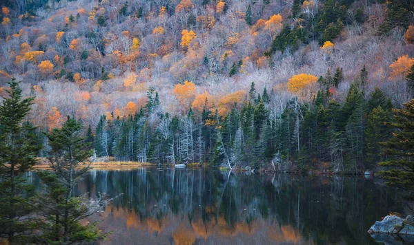 Bella Foresta Naturale Riflessione Sul Lago Sfondo Naturale Nella Stagione — Foto Stock