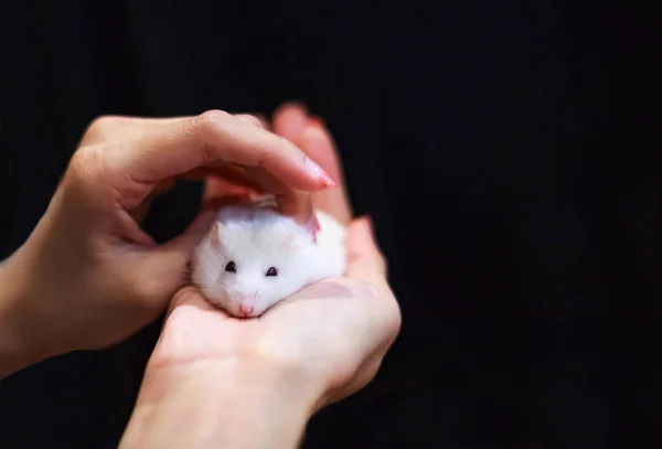 Selective Focused Cute Little Female Winter White Dwarf or Siberian Hamster caressed on owner hand. Domestic Pet Raising, Rodent Healthcare, Tip for Caring Young Hamster and Human friend concept