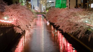 Sakura Meguro Nehri üzerinde