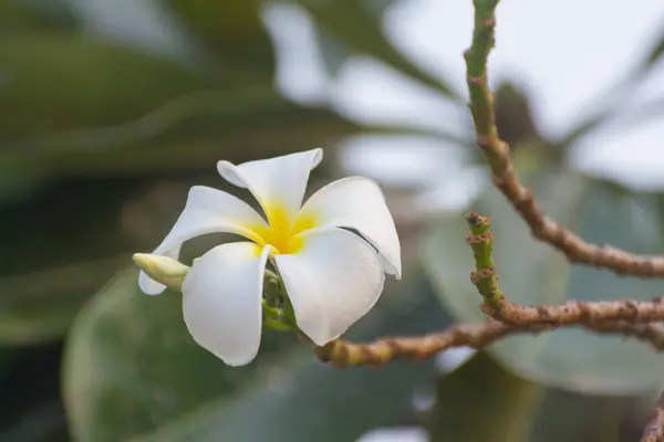 Flores Blancas Sobre Fondo Borroso Verde Son Bokeh —  Fotos de Stock