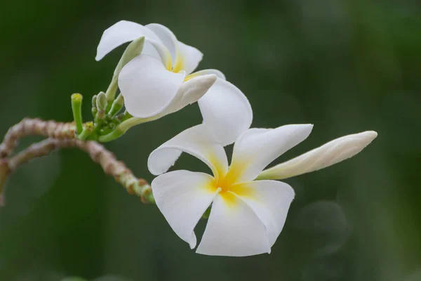 Flores Blancas Sobre Fondo Borroso Verde Son Bokeh —  Fotos de Stock