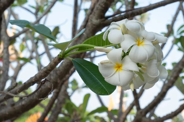 Las Flores Plumeria Blanca Son Flores Que Los Diseñadores Les —  Fotos de Stock