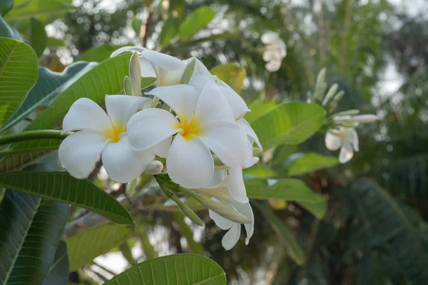 Flores Blancas Sobre Fondo Borroso Verde Son Bokeh —  Fotos de Stock