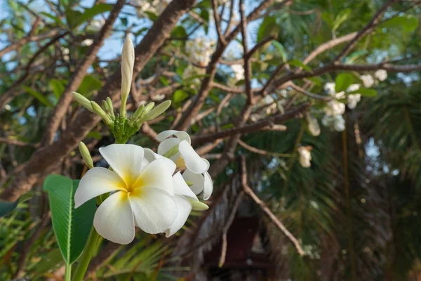 Flores Plumería Blanca Flores Tropicales Fragantes Utilizadas Popularmente Como Flores —  Fotos de Stock