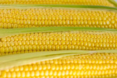 taze mısır koçanı