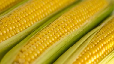 taze mısır koçanı