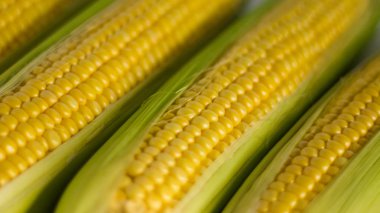 taze mısır koçanı