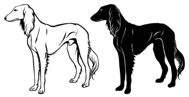 Gazel Tazısı tazı ayarla