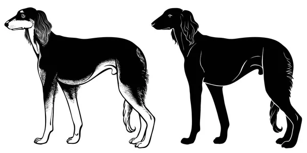Салюк собака встановити 2 — стоковий вектор