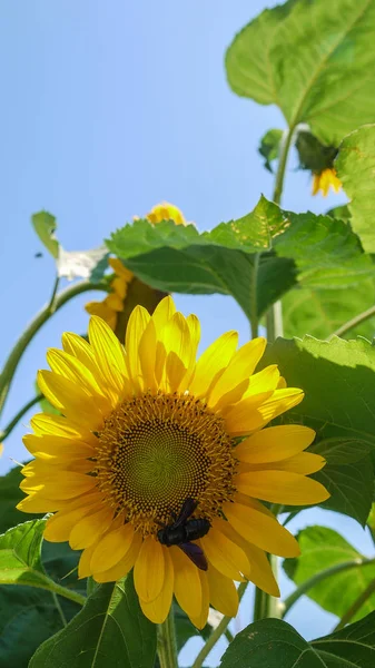 Sunflower with a bee — Stock Photo, Image