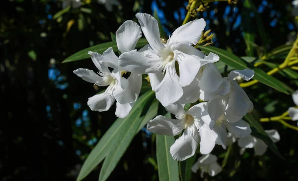 Beyaz zakkum çiçekleri
