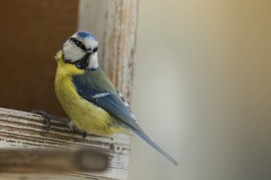 Kuş evde oturan Cyanistes caeruleus.
