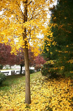 güzel sonbahar xian City, Çin