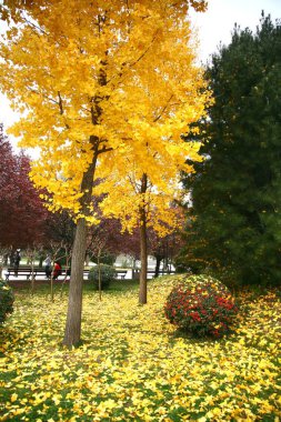güzel sonbahar xian City, Çin
