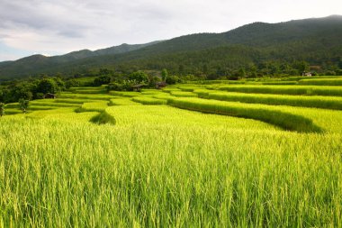 pirinç Teras, chiangmai, Tayland