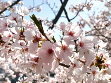  kiraz çiçeği osaka, Japonya