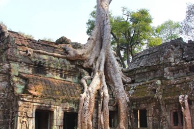  ta prohm Tapınağı'nda angkor, siem biçmek Eyaleti, Kamboçya film tomb raider konum olarak kullanılmıştır