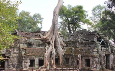  ta prohm temple at angkor, siem reap province, cambodia was used as a location in the film tomb raider clipart