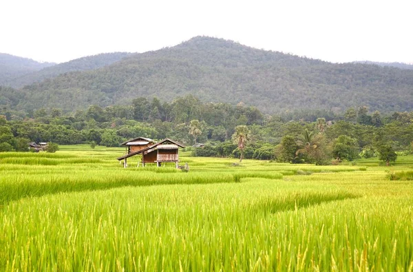 Rizs terasz, chiangmai, Thaiföld — Stock Fotó