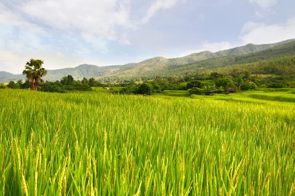 Rice terrace at chiangmai , thailand — Stock Photo, Image