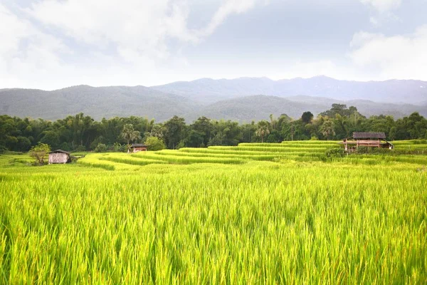 在清迈，泰国的水稻梯田 — 图库照片
