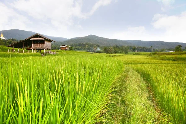 Rice terrace at chiangmai , thailand — Stock Photo, Image