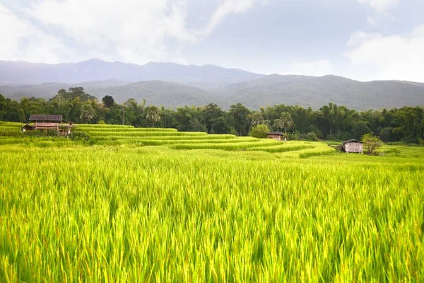 Rice terrace at chiangmai , thailand — Stock Photo, Image