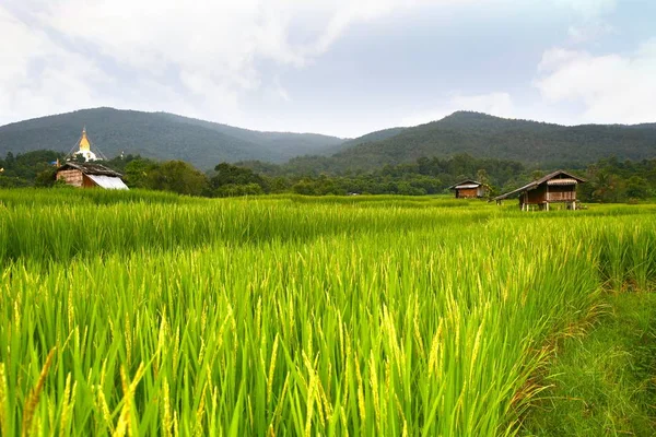 Rizs terasz, chiangmai, Thaiföld — Stock Fotó